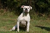BOULEDOGUE AMERICAIN 319